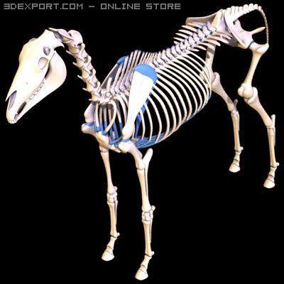horse skeleton 3D Model .c4d .max .obj .3ds .fbx .stl .blend