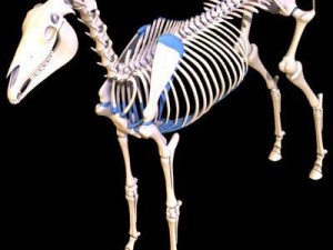 horse skeleton 3D Model