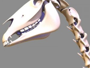 horse skeleton 3D Model