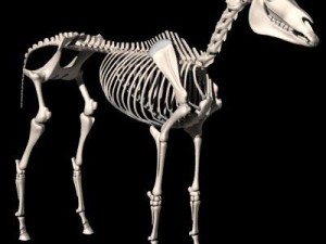 horse skeleton 3D Model