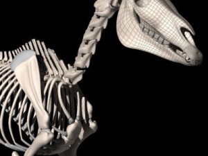 horse skeleton 3D Model