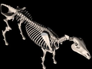 horse skeleton 3D Model