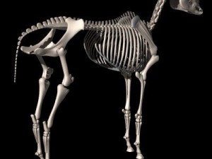 horse skeleton 3D Model