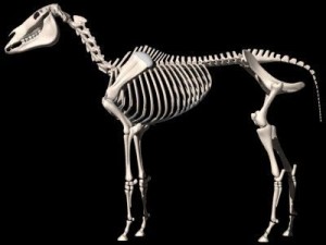 horse skeleton 3D Model