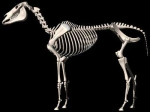 horse skeleton 3D Model