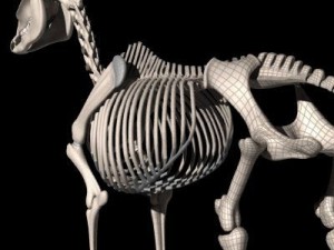 horse skeleton 3D Model