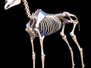 horse skeleton 3D Model