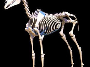 horse skeleton 3D Model