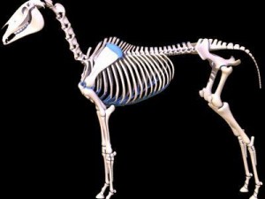 horse skeleton 3D Model
