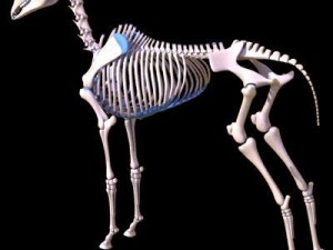 horse skeleton 3D Model