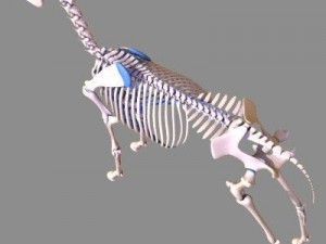 horse skeleton 3D Model