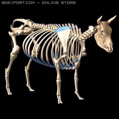cow skeleton 3D Model .c4d .max .obj .3ds .fbx .stl .blend