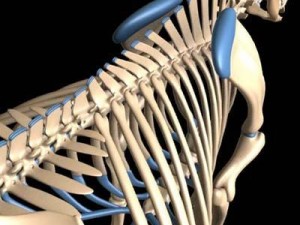 cow skeleton Modello 3D