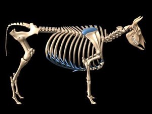 cow skeleton Modello 3D
