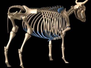 cow skeleton Modello 3D
