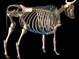 cow skeleton 3D Model