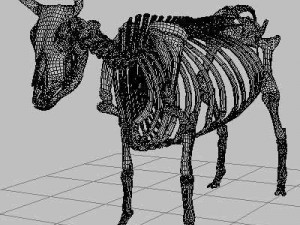 cow skeleton Modello 3D