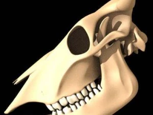 cow skeleton 3D Model