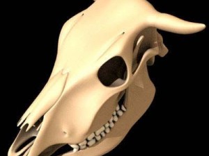 cow skeleton Modello 3D
