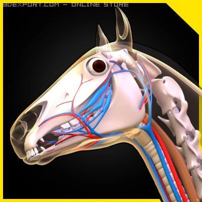 anatomia konia Model 3D .c4d .max .obj .3ds .fbx .stl .blend