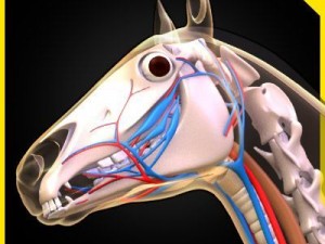 horse anatomy 3D Model