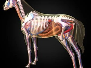 anatomia konia Model 3D