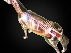 anatomia konia Model 3D
