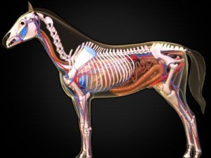 horse anatomy 3D Model