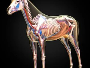 anatomia konia Model 3D