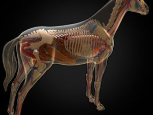 horse anatomy 3D Model