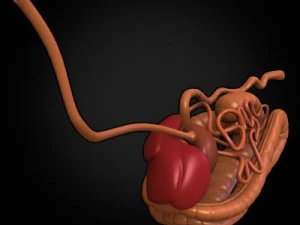 anatomia konia Model 3D