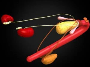 anatomia konia Model 3D