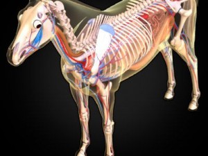horse anatomy 3D Model