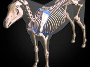 anatomia konia Model 3D