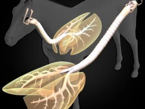 anatomia konia Model 3D