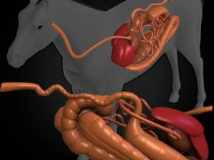 anatomia konia Model 3D