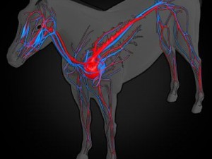 horse anatomy 3D Model