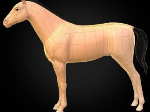 anatomia konia Model 3D