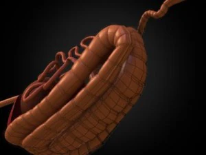 anatomia konia Model 3D