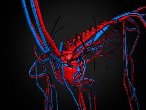 horse anatomy 3D Model