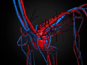 anatomia konia Model 3D