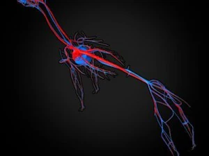 anatomia konia Model 3D