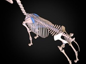 horse anatomy 3D Model