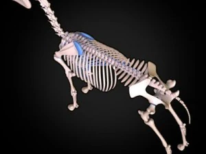 anatomia konia Model 3D