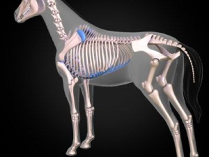 horse anatomy 3D Model