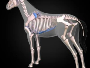 anatomia konia Model 3D