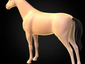 anatomia konia Model 3D