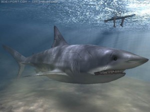 shark 3D Model