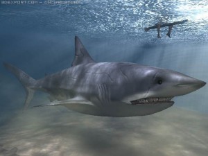 shark Modèle 3D
