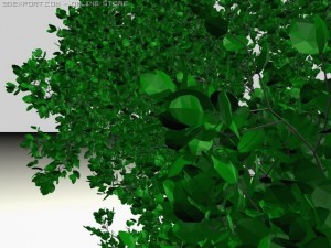 tree round leaf Model 3D